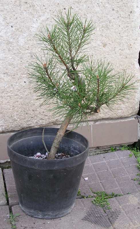 1 drobné