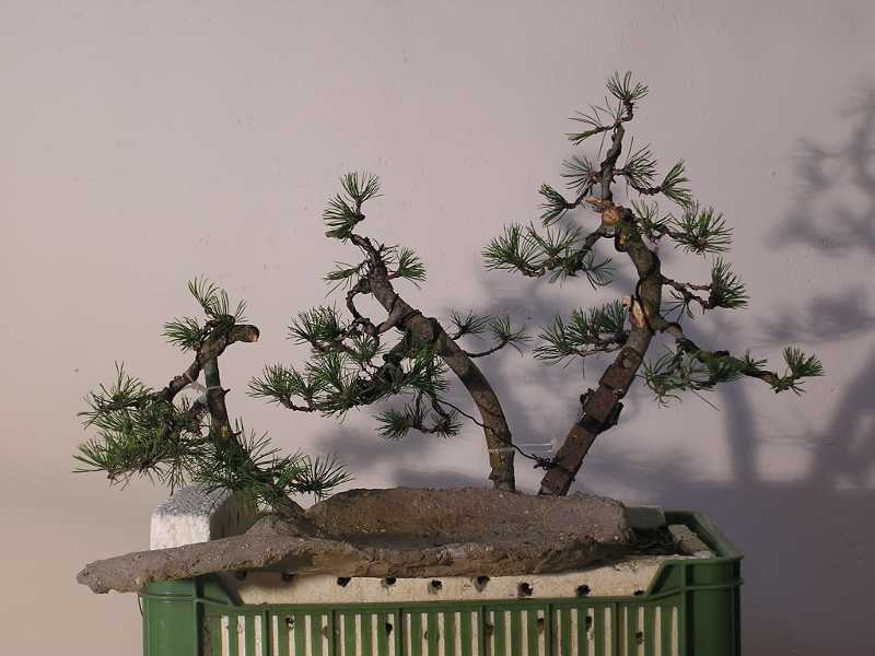 1tvarování2008