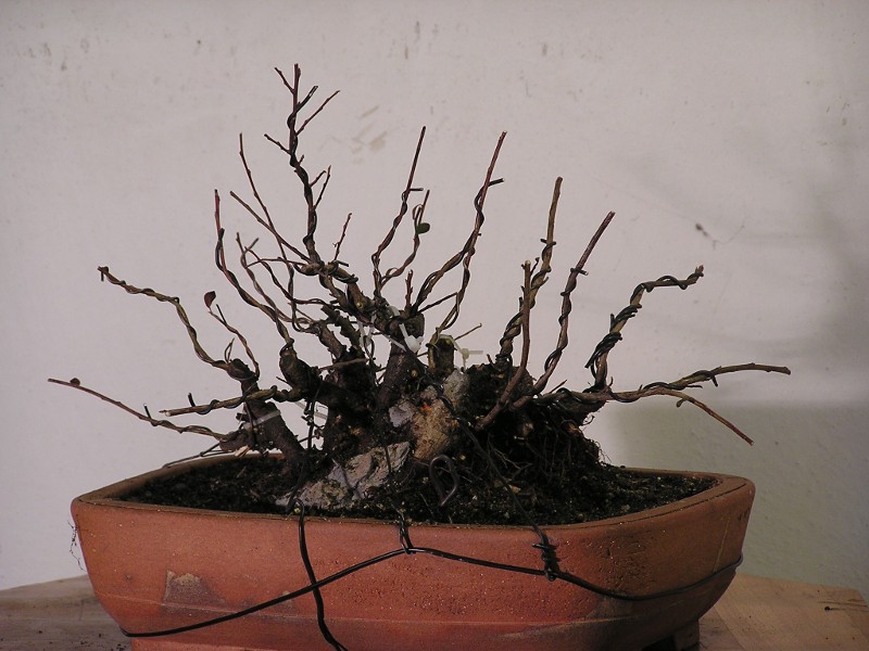 2009 - PODZIM - PO PRVNÍM TVAROVÁNÍ
