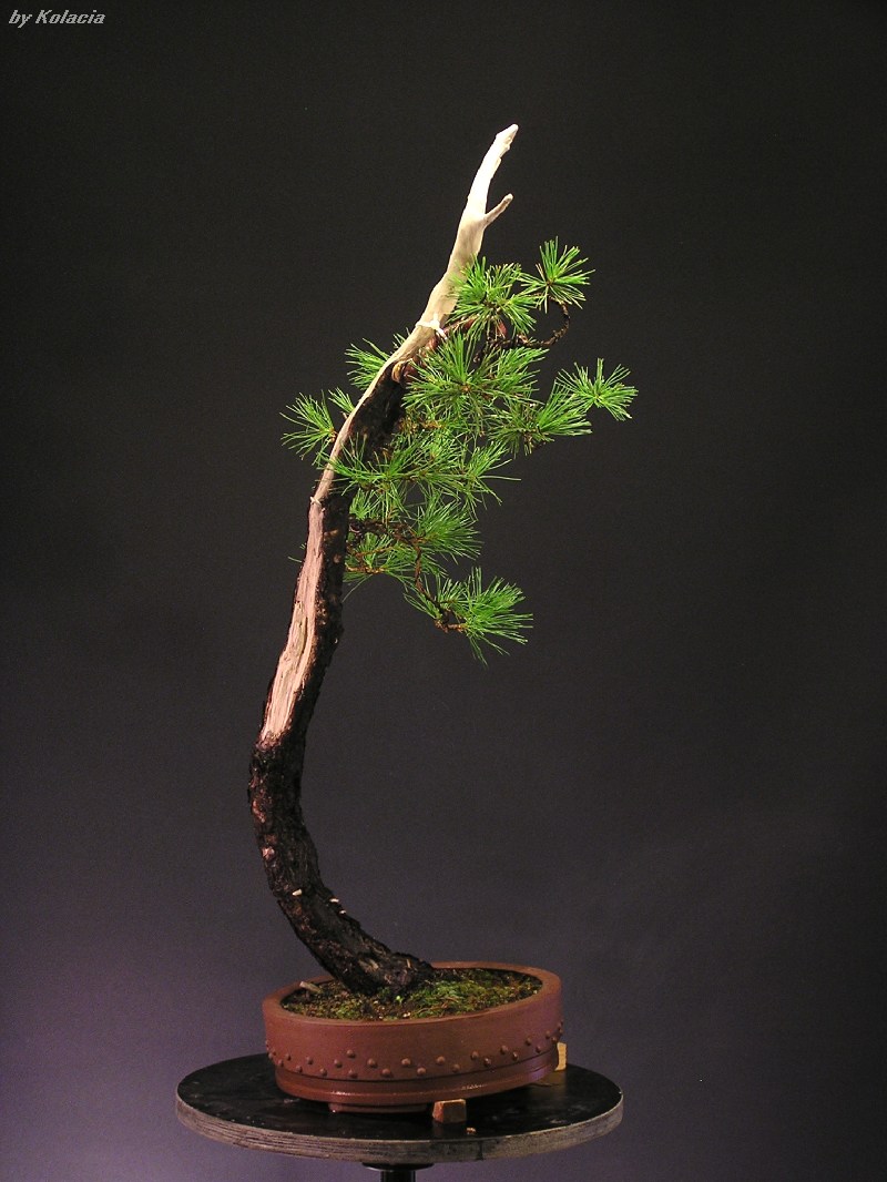 4. 2011 léto